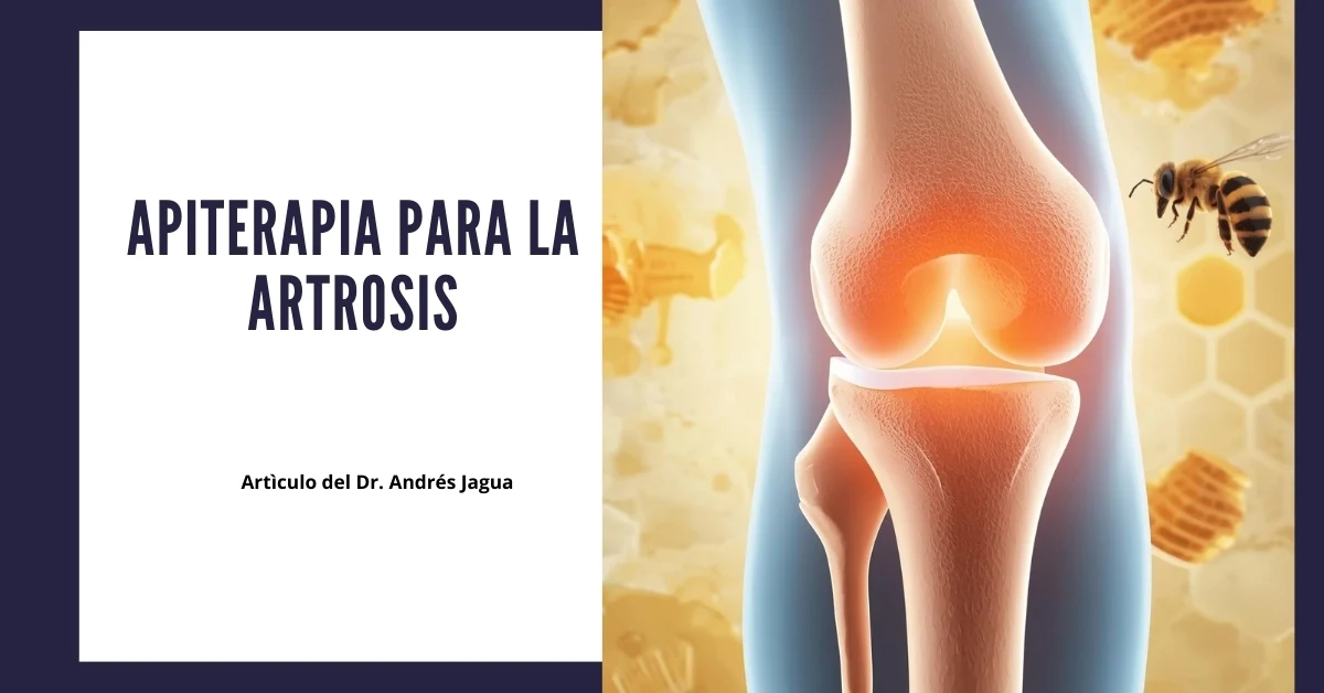 Apiterapia en la artrosis con productos de la abeja que ayudan a proteger las articulaciones y el cartílago articular